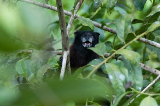 Red-mantled Tamarin near Laguna Paikawe